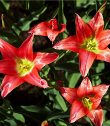 Tulipán Linifolia - Tulipa - cibule tulipánu - 3 ks