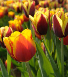 Tulipán Kees Nelis - Tulipa - cibule tulipánu - 3 ks
