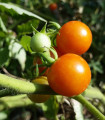 Rajče Moneymaker - Solanum lycopersicum - semena rajčete - 20 ks