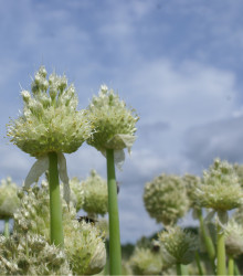 Cibule zimní - Česnek ošlejch - Allium fistulosum - semena cibule - 120 ks
