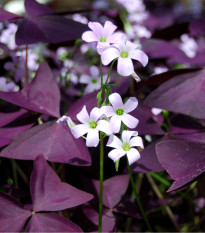 Šťavel trojhranný - Oxalis triangularis - hlízy šťavelu - 3 ks