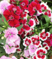 Hvozdík bradatý jednoduchý směs - Dianthus barbatus - semena hvozdíku - 250 ks