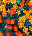 Aksamitník nízký směs - Tagetes patula nana mix - semena aksamitníku - 0,3 g