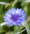 Chrpa modrá - Centaurea cyanus - semena chrpy - 30 ks