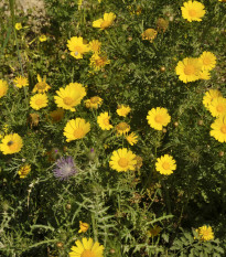 Kopretina osenní Helios - Chrysanthemum segetum - semena kopretiny - 100 ks