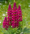 Vlčí bob červený Mein Schloss - Lupinus polyphyllus - semena - 40 ks