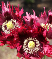 Mák Black Swan - Papaver somniferum - semena - 20 ks