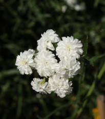 Řebříček Bertrám Perla - Achillea ptarmica - semena řebříčku - 200 ks