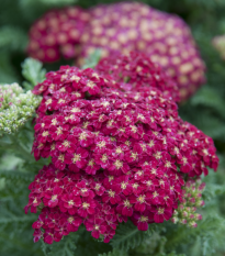 Řebříček obecný Cerise Queen - Achillea millefolium - semena řebříčku - 500 ks