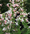 Šalvěj šarlatová Hummingbird - Salvia coccinea - semena - 10 ks