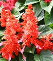 Šalvěj zářivá Blaze of Fire - Salvia splendens - semena šalvěje - 15 ks