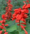 Šalvěj zářivá - Salvia splendens - semena šalvěje - 40 ks