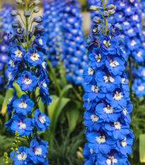 Stračka velkokvětá Pacific směs - Delphinium cultorum - semena stračky - 130 ks