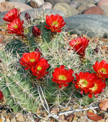 Kaktus - Echinocereus triglochidiatus - semena kaktusu - 8 ks