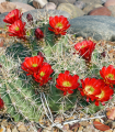 Kaktus - Echinocereus triglochidiatus - semena kaktusu - 8 ks