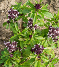 Bazalka pravá Spice - Ocimum basilicum - semena bazalky - 30 ks