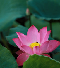 Lotos indický růžový - Nelumbo nucifera - semena lotosu - 2 ks