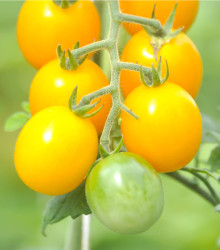 Rajče žluté Golden Currant - Solanum lycopersicum - semena rajčete - 5 ks