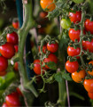 Rajče Tom Red - Solanum lycopersicum - semena rajčete - 8 ks