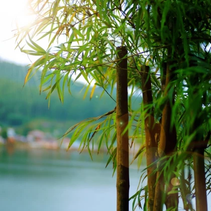 Bambus obrovský - Bambusa arundinacea - semena bambusu - 2 ks