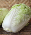 Zelí pekingské Granaat - Brassica pekinensis - semena zelí - 200 ks