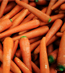 Mrkev Rote Riesen - Daucus carota - semena mrkve - 1 g