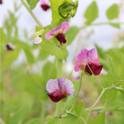 Hrách cukrový pestrobarevný - Pisum sativum - semena - 8 gr