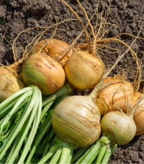 Tuřín Dalibor - Brassica napus var. napobrassica - semena tuřínu - 250 ks