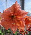 Hvězdník Rilona - Hippeastrum - cibule hvězdníku - 1 ks