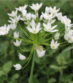 Česnek okrasný bílý - Allium neapolitanum - cibule okrasného česneku - 3 ks