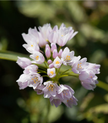 Česnek okrasný růžový - Allium roseum - cibule okrasného česneku - 3 ks