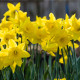 Narcis Dutch Master - Narcissus - cibule narcisu - 3 ks