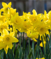 Narcis Dutch Master - Narcissus - cibule narcisu - 3 ks