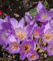 Ocún naháček - Colchicum giant - hlízy ocúnu - 1 ks