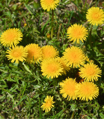 Pampeliška - Smetánka lékařská - Taraxacum officinale - semena smetánky - 400 ks