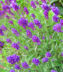 Levandule Ellegance Purple - Lavandula angustifolia - semena levandule - 15 ks