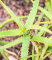 Aloe camperi - Aloe camperi - semena - 6 ks