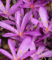 Ocún podzimní růžový - Colchicum autumnale - hlízy ocúnu - 1 ks