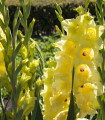 Mečík žlutý - Gladiolus Gold - cibuloviny - 3 ks