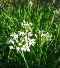 Pažitka čínská Neko - Allium tuberosum - semena pažitky - 20 ks