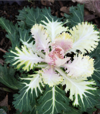 Okrasné zelí bílé Peacock F1 - Brassica oleracea - semena okrasného zelí - 20 ks