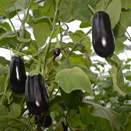 Lilek vejcoplodý Black Beauty - Solanum melongena - semena lilku - 60 ks