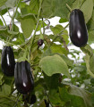 Lilek vejcoplodý Black Beauty - Solanum melongena - semena lilku - 60 ks