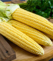 Kukuřice cukrová Minigold - Zea Mays - semena - 4 g