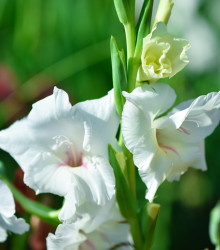 Gladiol White Prosperity bílý - Gladiolus - hlízy mečíku - 3 ks