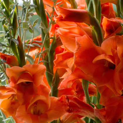 Gladiol oranžový - Gladiolus - hlízy mečíku - 3 ks