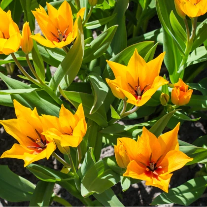 Tulipán vícekvětý Praestans Shogun - Tulipa - cibule tulipánu - 3 ks