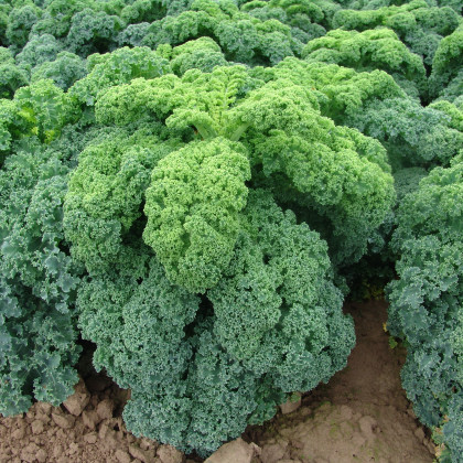 Kadeřávek zelený Kadet - Brassica oleracea L. acephala - semena - 200 ks