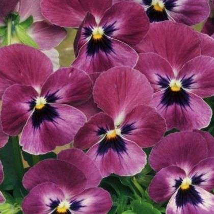 Violka rohatá Sorbet Carmine - Viola cornuta - semena violky - 20 ks