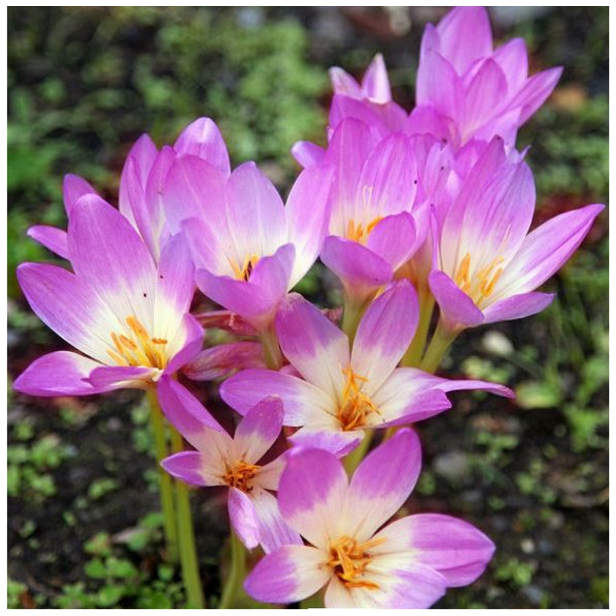 Ocún Lilac Wonder - Colchicum - hlízy ocúnu - 1 ks